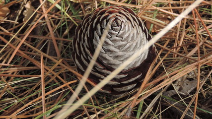 Pine cone