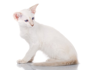 Siamese cat siting on white background, side view - obrazy, fototapety, plakaty