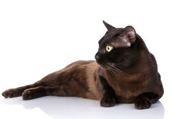 cat lying on a white background looks toward