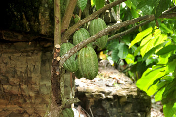 Cocoa fruit ripens on the trees. cocoa farm in the Dominican Republic. Photo partially tinted. 