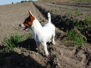 jack russell terrier © braindead1977