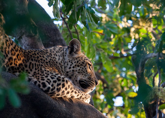 Fototapeta na wymiar Leopardo sull'albero