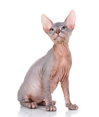 Sphynx cat siting on a white background, looking up