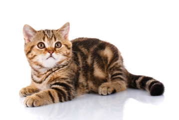 kitten lying on Straight isolated