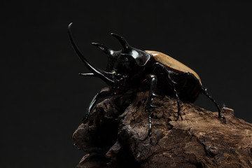 Fototapeta premium Five-horned Rhinoceros Beetle