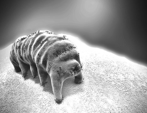Water bear (tardigrade),