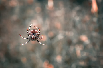 Spider