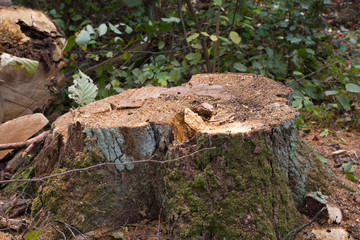 Pine stump, result of tree felling. Total deforestation, cut forest