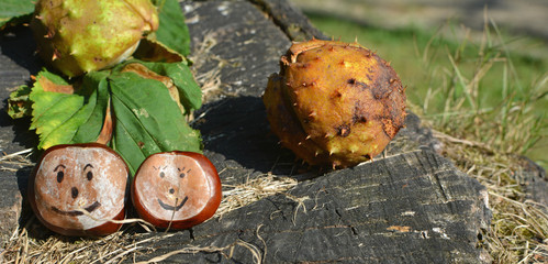Heureux marrons, l'automne est là!