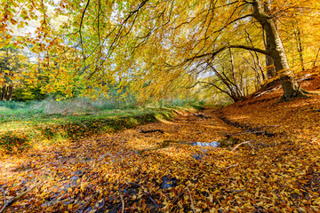 Der Bach und der Herbstwald