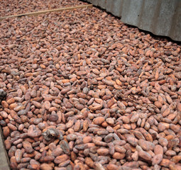 Cocoa beans. The first stage of processing, drying outdoors. cocoa farm in the Dominican Republic. Soft focus. Focus at the center point.