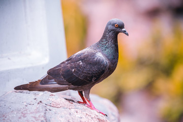 Dove