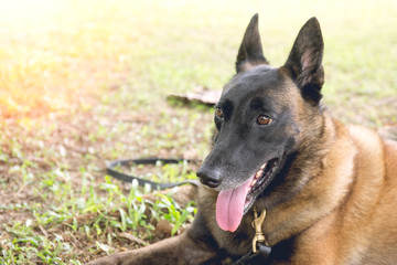 german shepherd dog in police k-9 unit crouch on grass