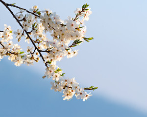 Blossoming cherry tree 