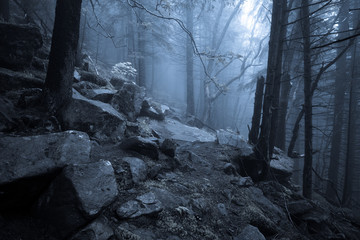 Rocky path through old foggy forest at night