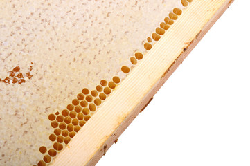 honeycomb honey in a wooden frame 