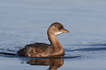 Little grebe (Tachybaptus ruficollis)