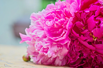 Macro shot of pink peony flowers