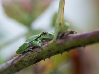 Europäischer Laubfrosch (Hyla arborea)