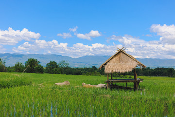 Mountain Kengtung