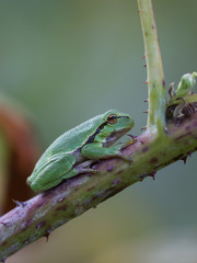 Europäischer Laubfrosch (Hyla arborea)