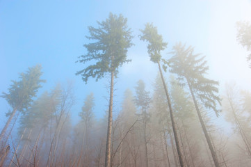 Forest in the fog