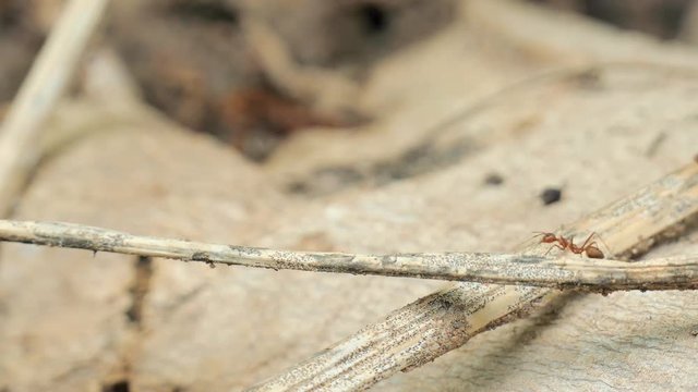 Ant walking on the branch 1