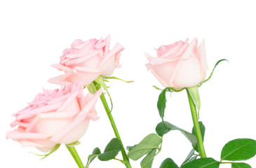 Three pink blooming roses isolated on white background