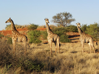 Giraffes in Kalahari Desert