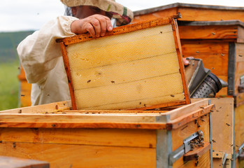 Beekeeper is working with bees and beehives on the apiary.