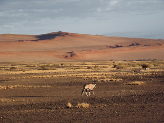 Oryx in Namib-Naukluft Park, Namibia