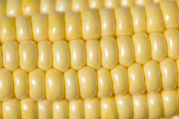 corn on the cob. closeup