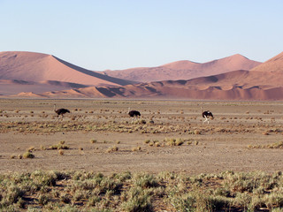 Fototapeta na wymiar Ostriches in the Namib Desert, Namibia