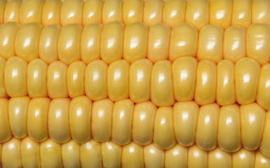 yellow corn background, abstract backgrounds, harvest season, healthy organic nutrition, maize cob,...