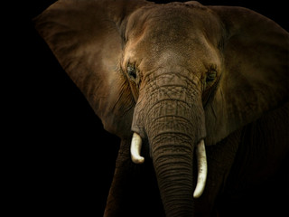 Elephant Against Black Background