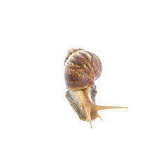 Closeup snail moving on floor isolated on white background with clipping path