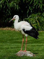 White stork (Ciconia ciconia)