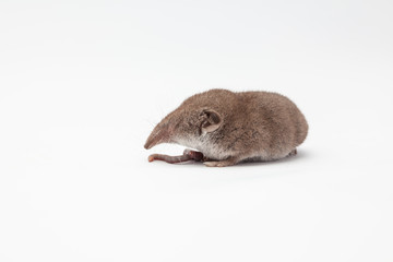an small shrew
