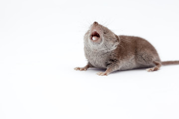 an small shrew
