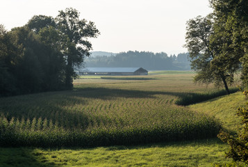 Fototapeta premium Maisfeld auf dem Lande