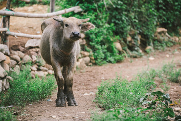Fototapeta premium buffalo