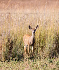 Black-tailed Deer (Odocoileus hemionus) in the grassland. Adult, Female