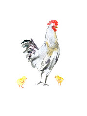 Postcard with rooster and chicken.Sketch.Symbol of the new year 2017.Watercolor hand drawn illustration.White background.