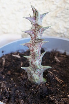 Plante grasse Caralluma hesperidum