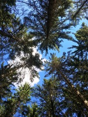 spruces reaches up to the blue sky