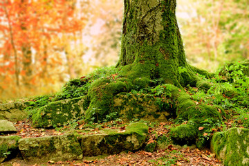 Fototapeta premium Tree in forest