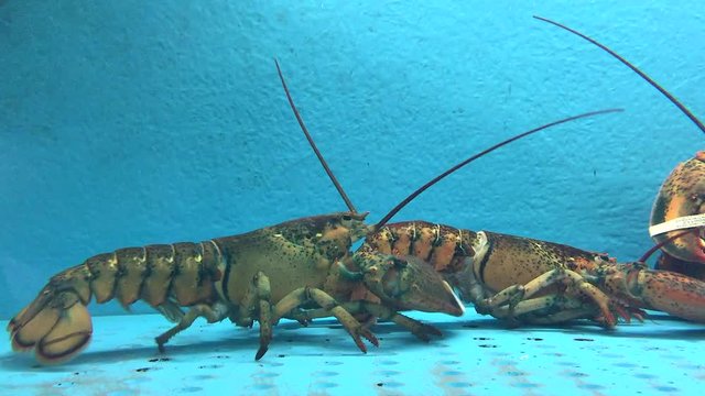 Lobsters Fighting in Water Tank at Fish Tank