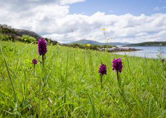 Wild purple orchids in the meadow of Scotland.