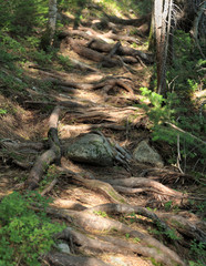 the roots of century-old pines and cedars form a step on the path in the Siberian taiga 