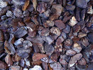 tree bark, bark photo, bark background, bark macro, forest tree,